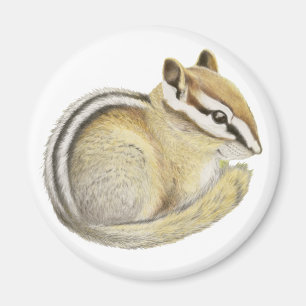 Aimant Baby Chipmunk