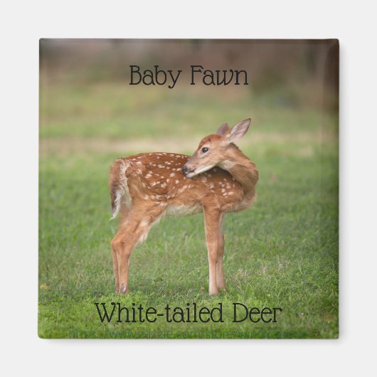 Aimant Baby Deer Fawn avec des points blancs (Devant)