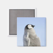 Aimant Baby Empereur Penguin, île de Snow Hill (Recto/Verso)