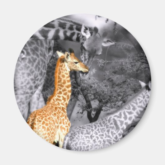 Aimant Baby Giraffe (Devant)