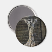 Aimant Baby Giraffe (Recto/Verso)