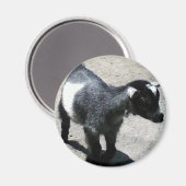 Aimant Baby Goat at the Zoo image (Recto/Verso)