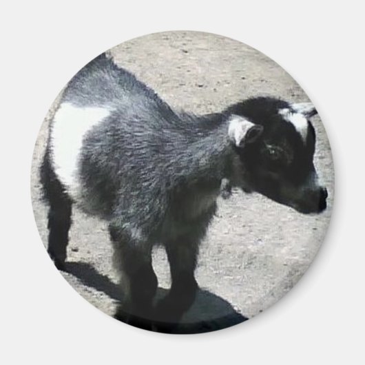 Aimant Baby Goat at the Zoo image (Devant)