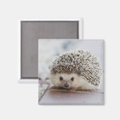 Aimant Baby hedgehog (Recto/Verso)
