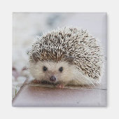 Aimant Baby hedgehog (Devant)