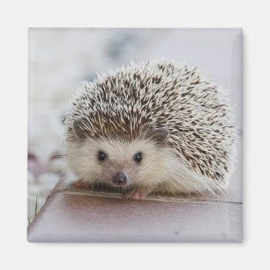 Aimant Baby hedgehog