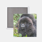 Aimant Baby Mountain Gorilla (Recto/Verso)