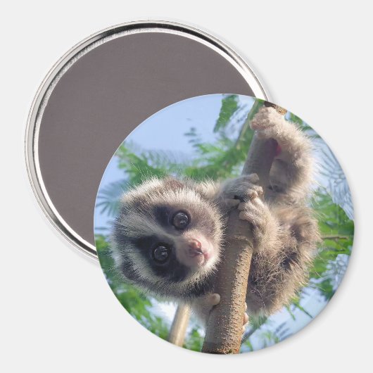 Aimant Baby Slow Loris (Recto/Verso)