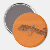Aimant Baby Tokay Gecko (Recto/Verso)