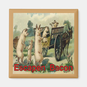 Aimant Bacon d'évasion, porcs