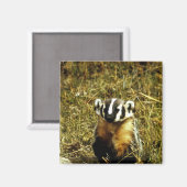 Aimant Badger (Recto/Verso)