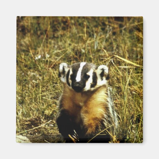 Aimant Badger (Devant)