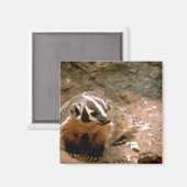 Aimant Badger (Recto/Verso)