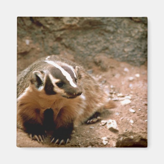 Aimant Badger (Devant)