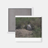 Aimant Badger américain (Recto/Verso)