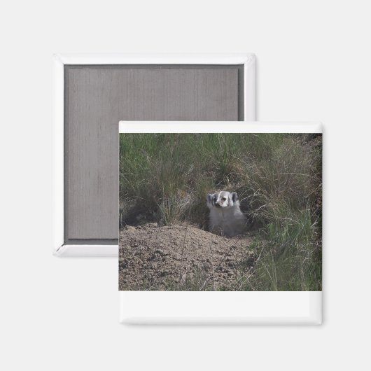 Aimant Badger américain (Recto/Verso)