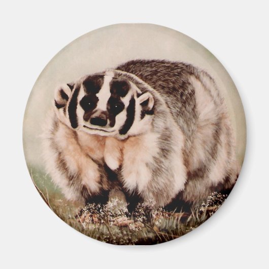 Aimant Badger dans le brouillard (Devant)