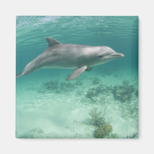 Aimant Bahamas, Grand Bahama Island, Freeport, Captive 6