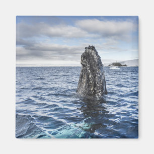 Aimant Baie d'espoir de Spyhops   de baleine de bosse,