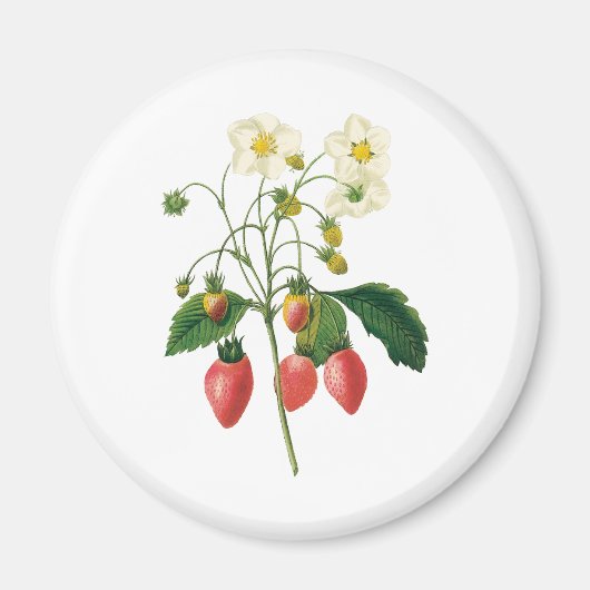 Aimant Baies de fruits vintage Redoute (Devant)