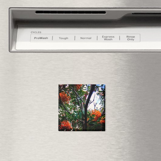 Aimant Baies d'orange (In Situ (Lave-vaisselle))