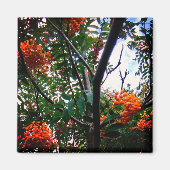 Aimant Baies d'orange (Devant)