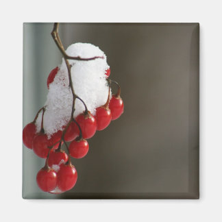 Aimant Baies neigeuses