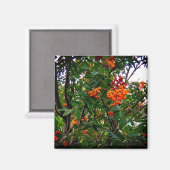 Aimant Baies orange et rouge (Recto/Verso)