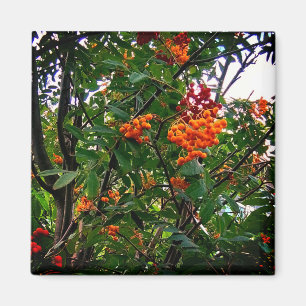 Aimant Baies orange et rouge