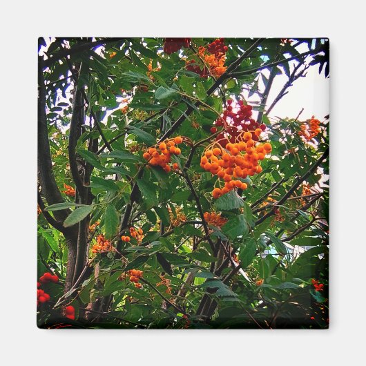 Aimant Baies orange et rouge (Devant)