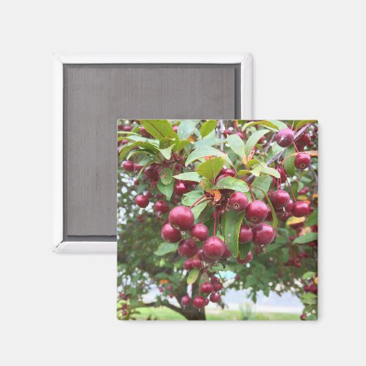 Aimant baies rouges (Recto/Verso)