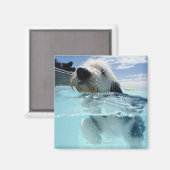 Aimant Baignade de chien dans une piscine (Recto/Verso)