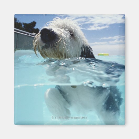 Aimant Baignade de chien dans une piscine (Devant)