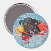 Aimant Baignade Doberman Avec Jouet Favori (Recto/Verso)
