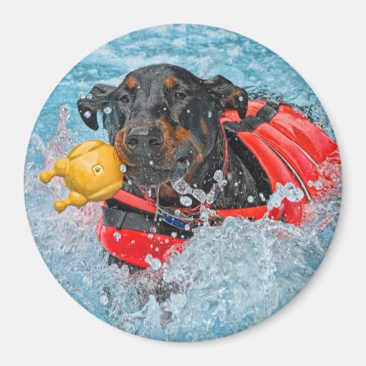 Aimant Baignade Doberman Avec Jouet Favori (Devant)