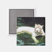 Aimant Baignade Tigre Blanc Tranquillement (Recto/Verso)