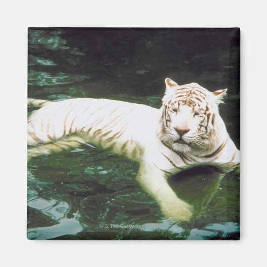 Aimant Baignade Tigre Blanc Tranquillement (Devant)