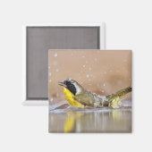 Aimant Bain à gorge jaune (Recto/Verso)