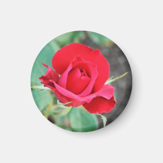 Aimant Baiser d'une rose rouge (Devant)