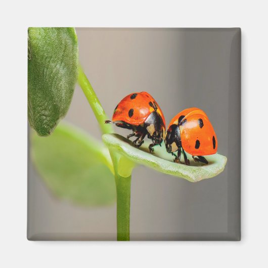 Aimant Baiser Ladybugs (Devant)