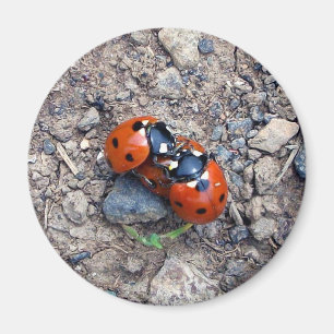 Aimant Baisers de coccinelle