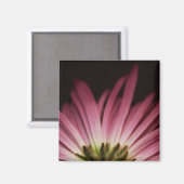 Aimant Baisy violet sauvage (Recto/Verso)