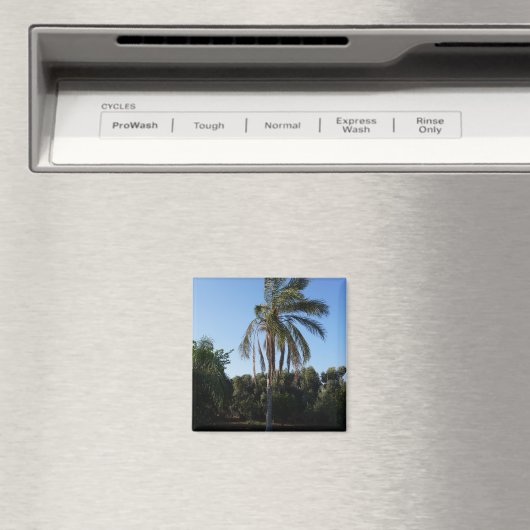 Aimant Balayage d'un palmier sous un ciel clair (In Situ (Lave-vaisselle))