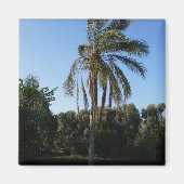 Aimant Balayage d'un palmier sous un ciel clair (Devant)