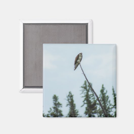 Aimant Balbuzard pêcheur 9028 (Recto/Verso)