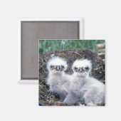 Aimant Bald Eagle Chicks (Recto/Verso)