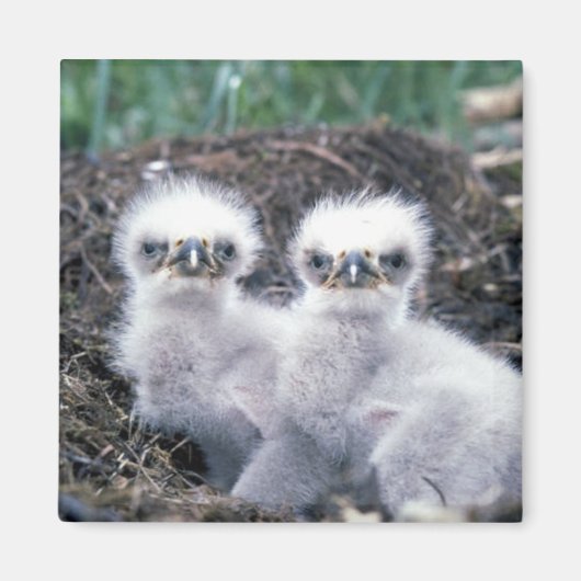 Aimant Bald Eagle Chicks (Devant)