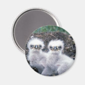 Aimant Bald Eagle Chicks (Recto/Verso)