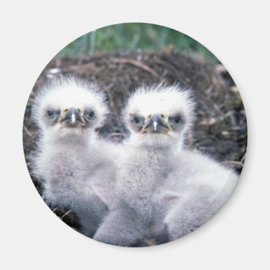 Aimant Bald Eagle Chicks (Devant)