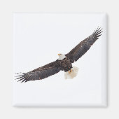 Aimant Bald Eagle en vol (Devant)